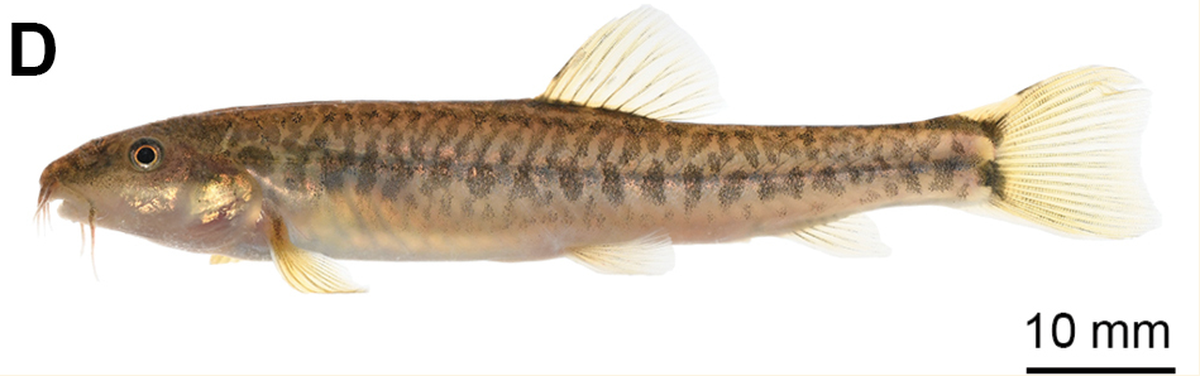 Females are golden yellow with “shimmering” patches under the eyes.