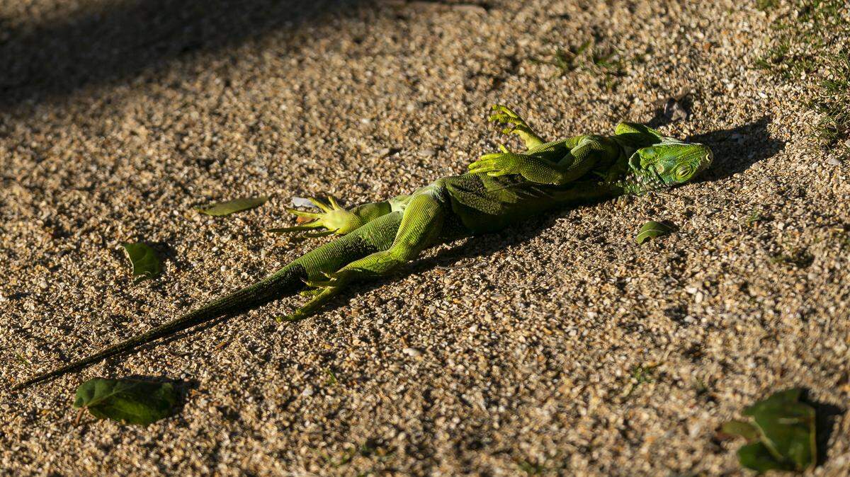 An iguana is seen laying on the ground near South Pointe Park in Miami Beach as temperatures dipped into the low 40s and upper 30s last year.