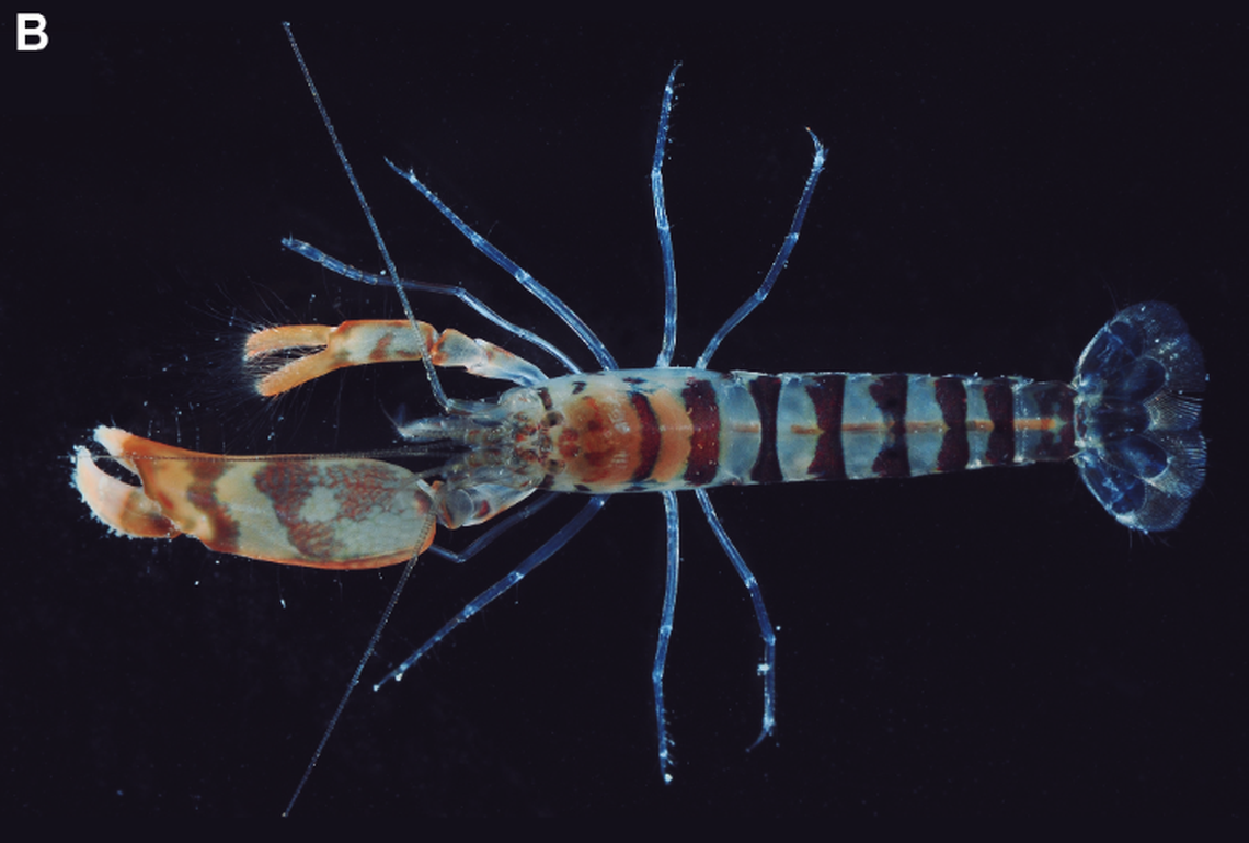 The tiny shrimp was found in the crevices of dead coral off the coast of Brazil.