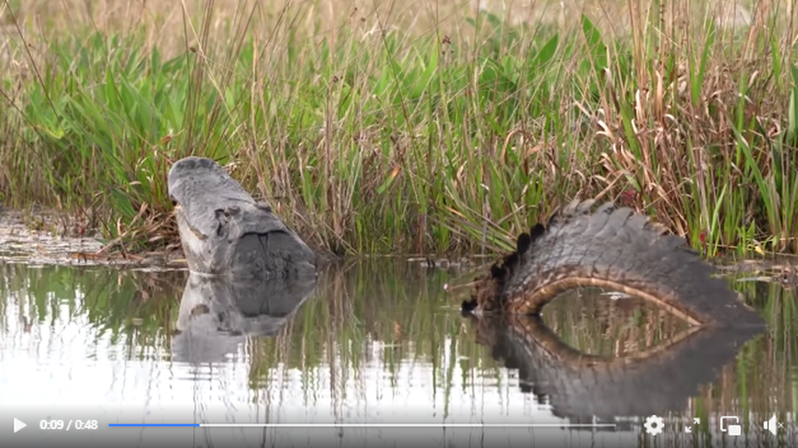 A visitor to Georgia’s Okefenokee Swamp recorded a rarely seen part of the alligator mating ritual called the head slap, researchers say. 