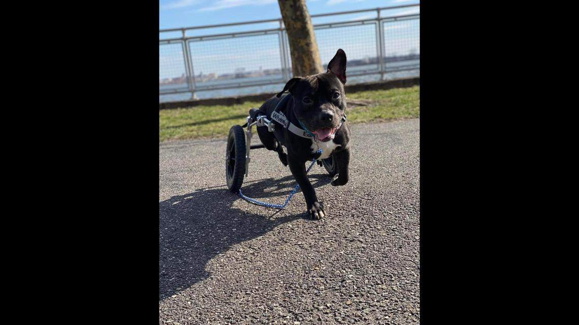 Lucky, 2, was adopted after being found on train tracks in Philadelphia, the animal shelter said.