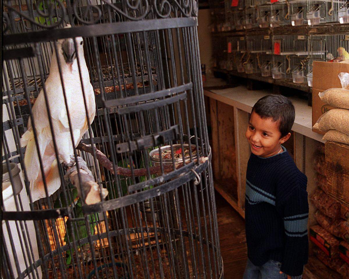 Billy Perez, 5, checks out a cockatoo at the Francisco Pet Shop at the Opa-locka Hialeah Flea Market in 2002.