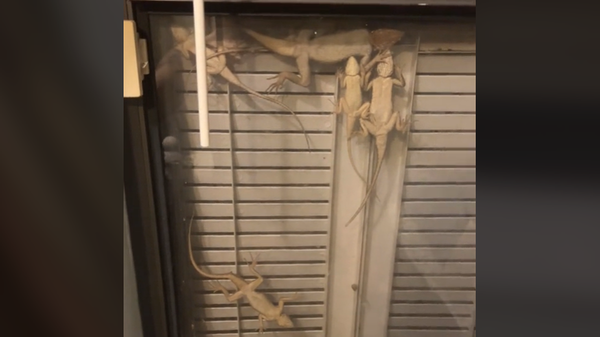The Florida homeowner found over a dozen lizards plastered to her home’s windows for warmth as the temperatures dropped, a TikTok video shows.
