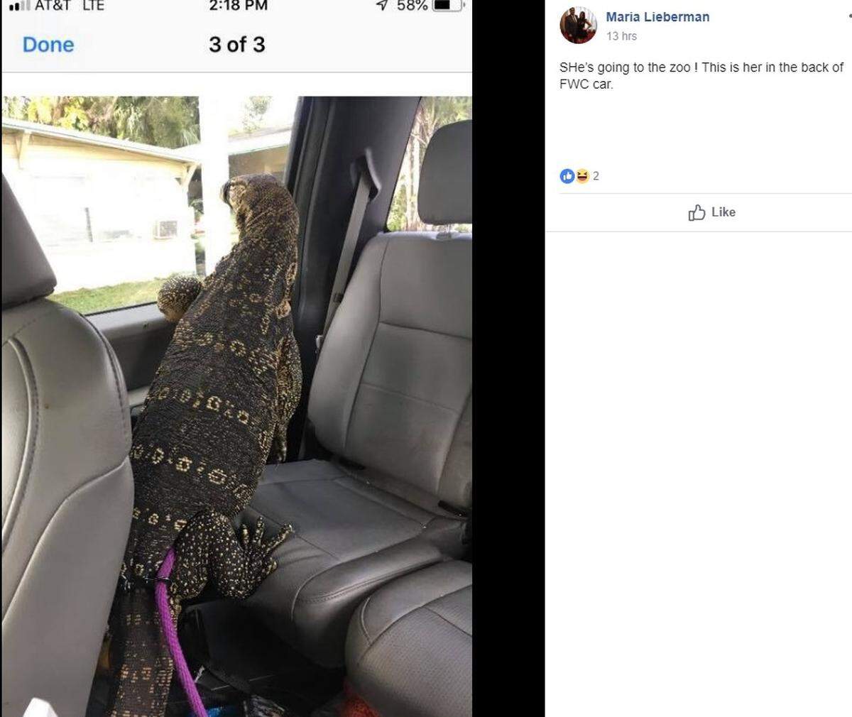 Maria Lieberman posted this image of the 100-pound monitor lizard in the back of a Fish and Wildlife Conservation Commission agent’s car on Nov. 6, 2018. The lizard has been on the loose in the Davie neighborhood since August.