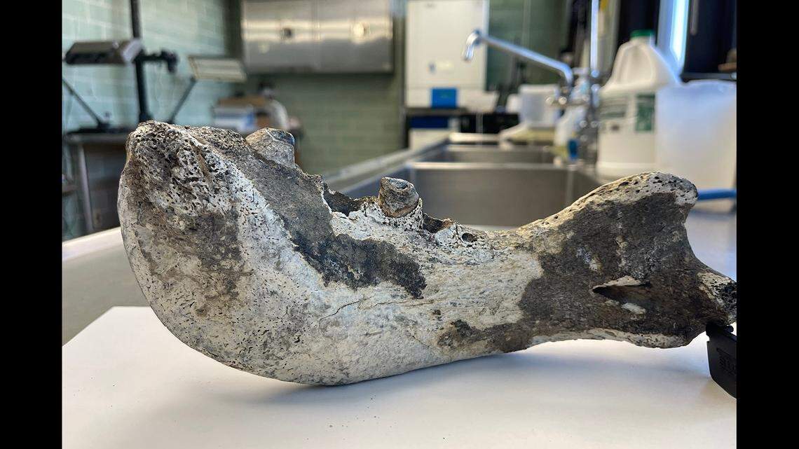 This mysterious object was found about 37 nautical miles off Virginia by NOAA Fisheries. It has been determined to be from an Ice Age walrus, officials say.