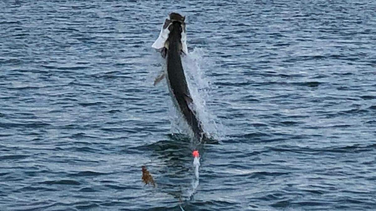 Acrobatic, hard-fighting tarpon often go airborne when hooked by anglers fishing during the shrimp run in Biscayne Bay.