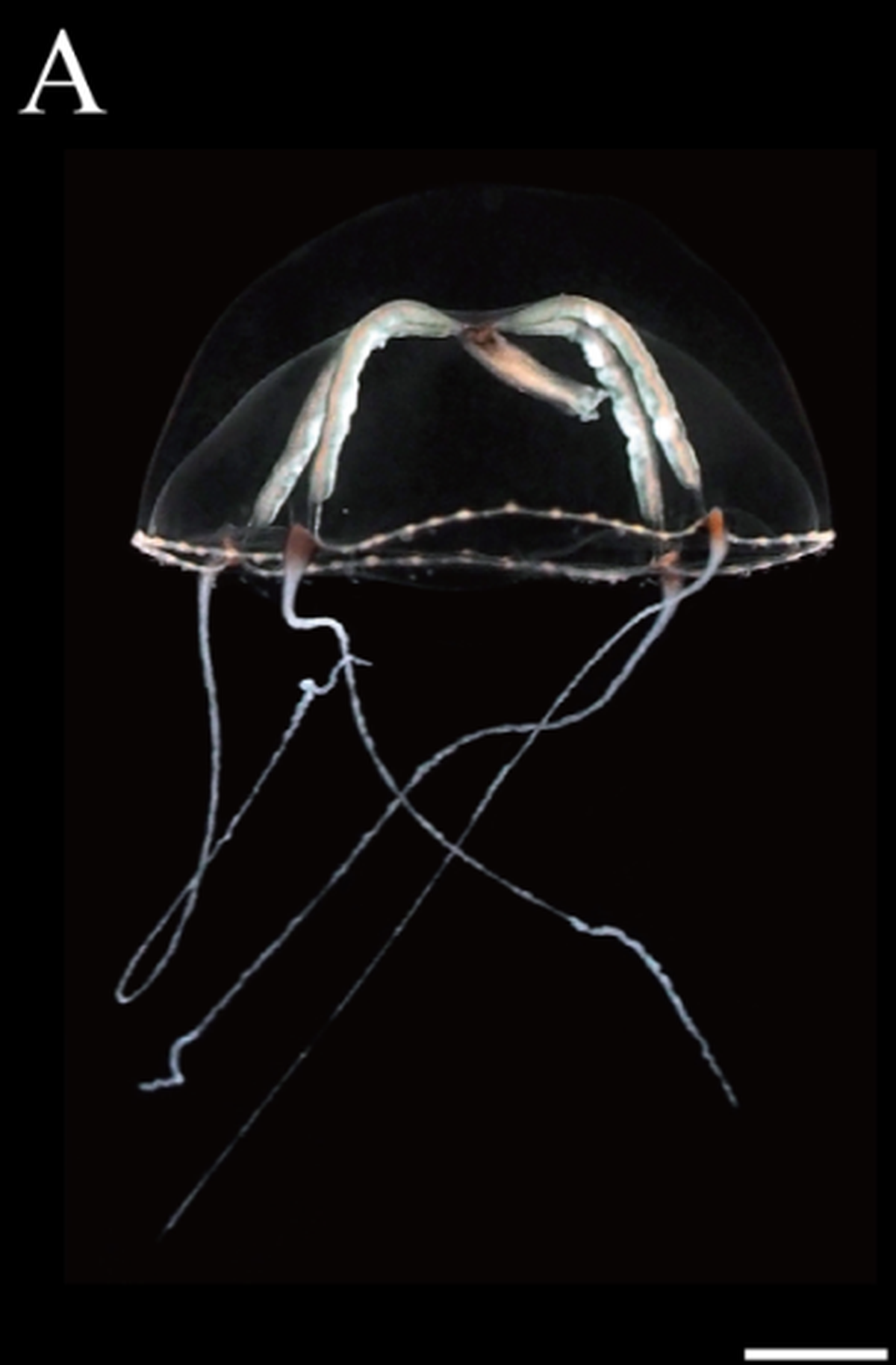 The jellyfish is small and only has a few tentacles, researchers said.