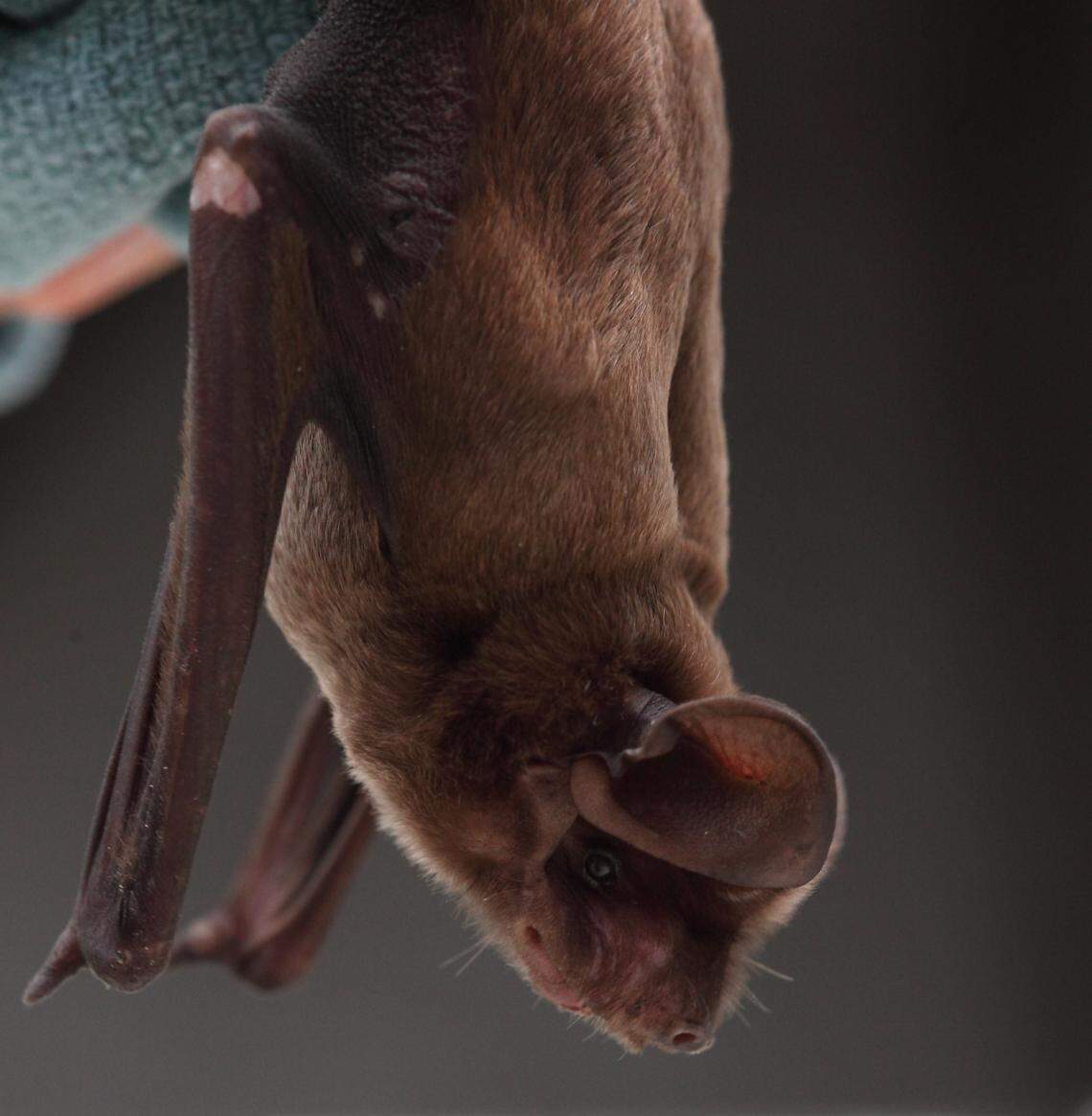 Florida bonneted bats are like jet planes: They fly fast and love open spaces.