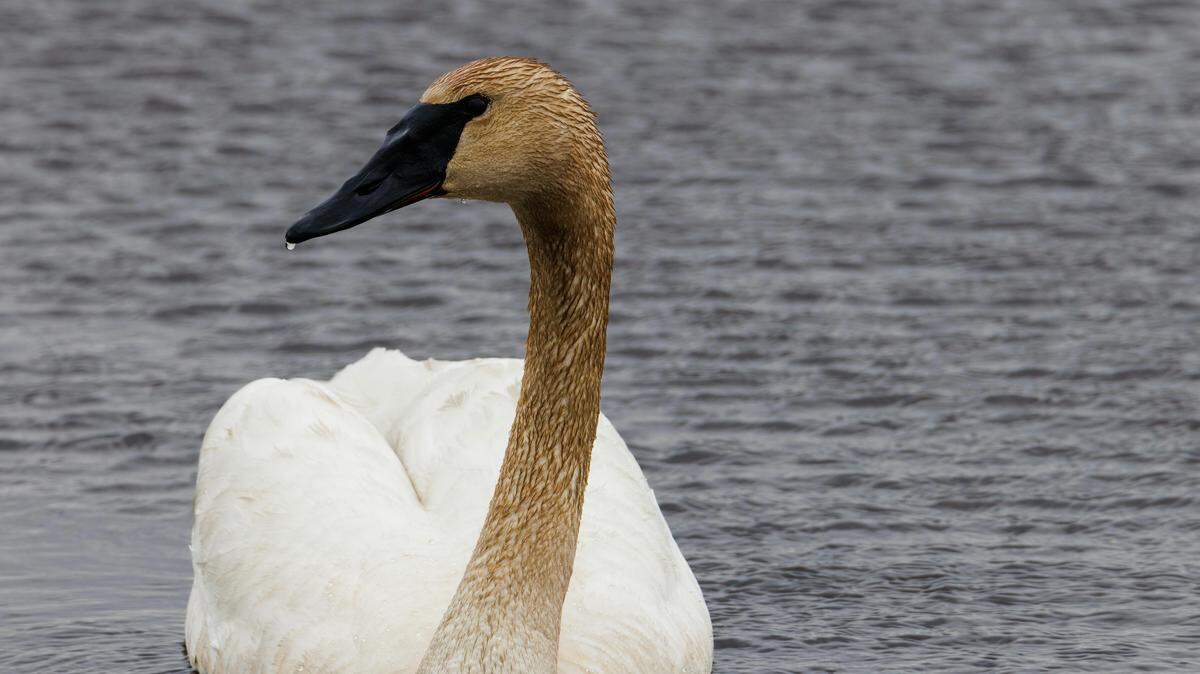 trumpeter swan swimming water