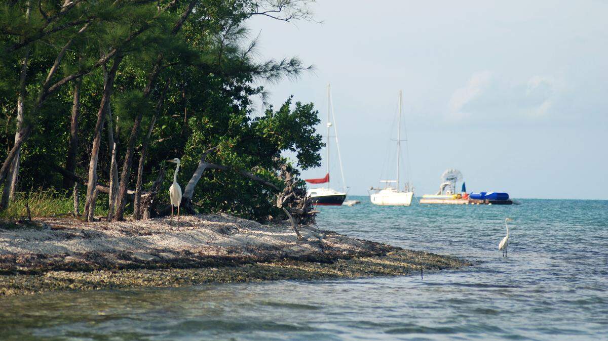 Wisteria Island in Key West Harbor has so far been left undeveloped as the city has become a major tourist destination.