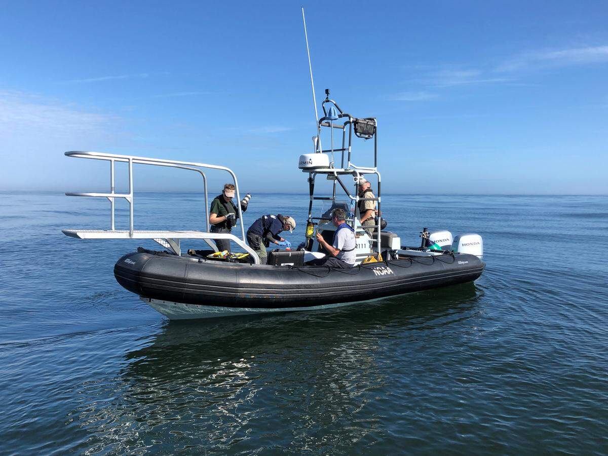 SeaWorld’s Dr. Hendrik Nollens, along with experts from IFAW, BWRI, FWC and Georgia DNR prepare to administer potentially lifesaving antibiotics to a crucially endangered and injured right whale calf.