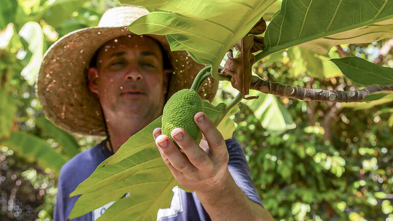 El cambio climático ha dado la bienvenida a esta fruta tropical en los jardines de Florida