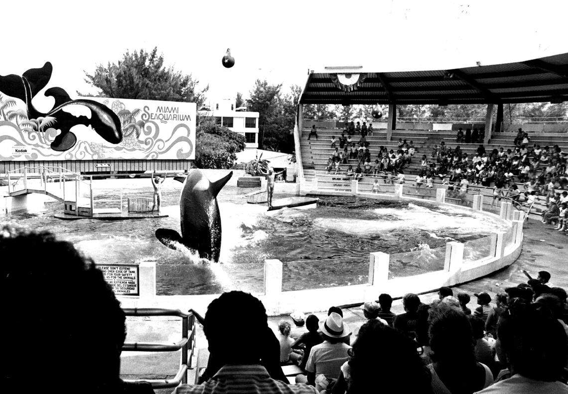 File photo of Lolita performing for crowds at the Miami Seaquarium.