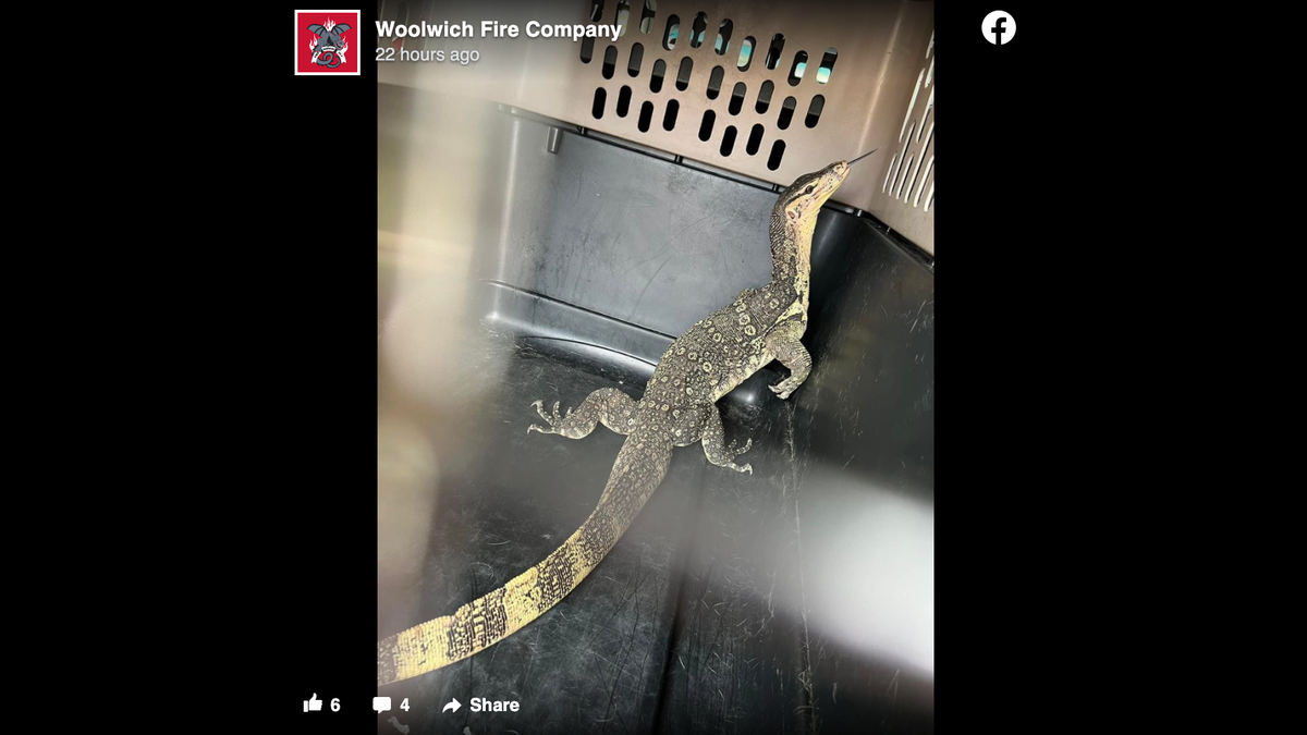 The monitor lizard after it was rescued in Swedesboro, New Jersey on May 22, according to the Woolwich Fire Company.