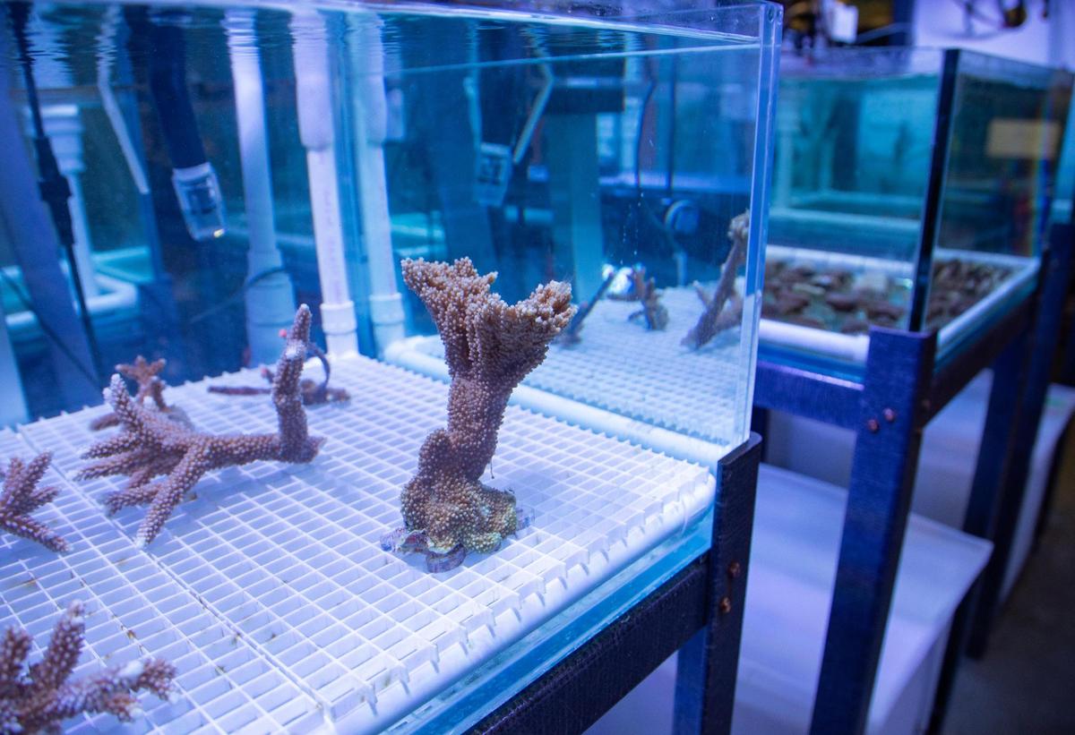 Coral fragments seen inside a lab at the Rosenstiel School of Marine, Atmospheric, and Earth Science on Tuesday, Aug. 1, 2023 in Miami, Fla.