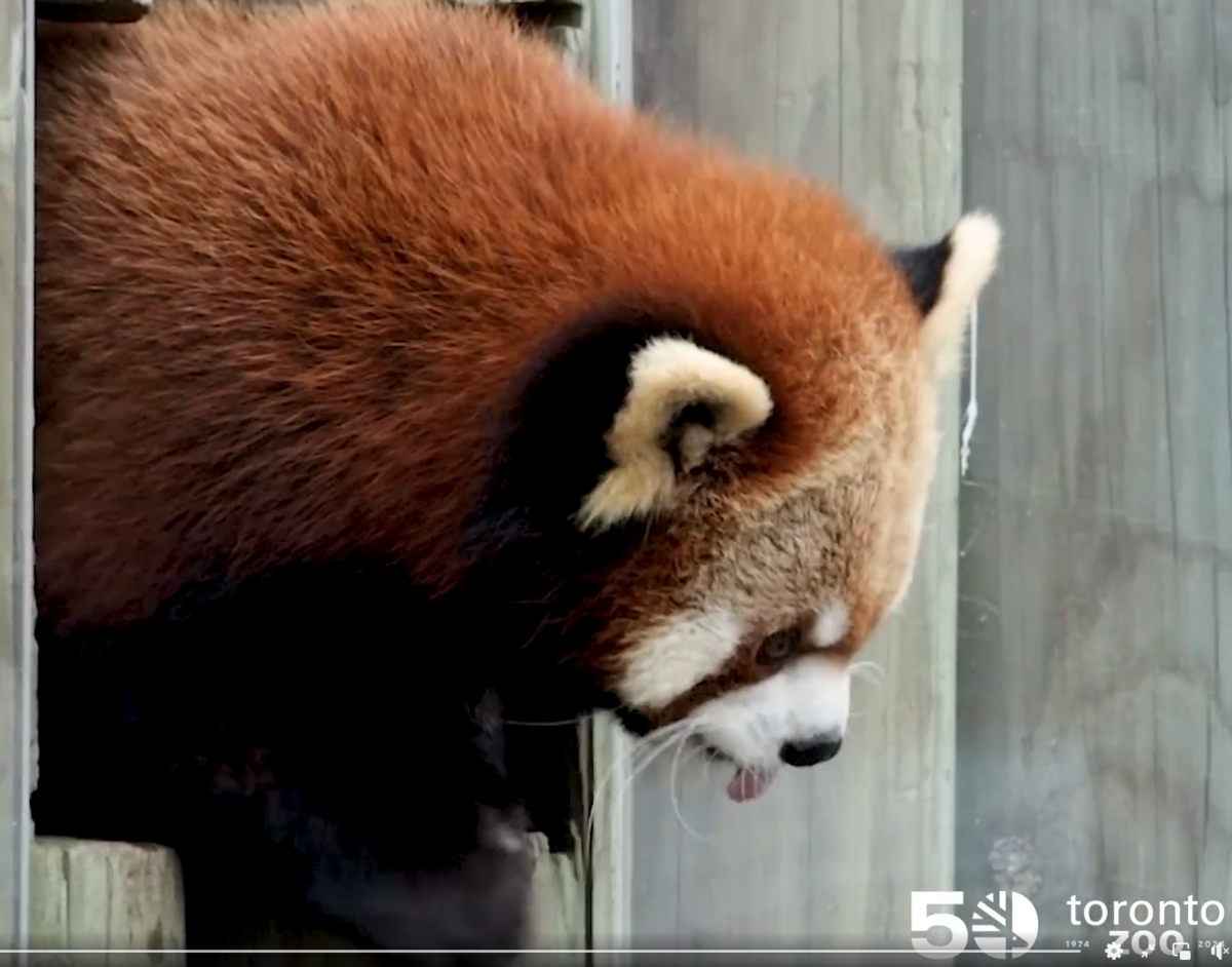 ‘Pregnancy in red pandas is challenging to determine,’ the zoo says.