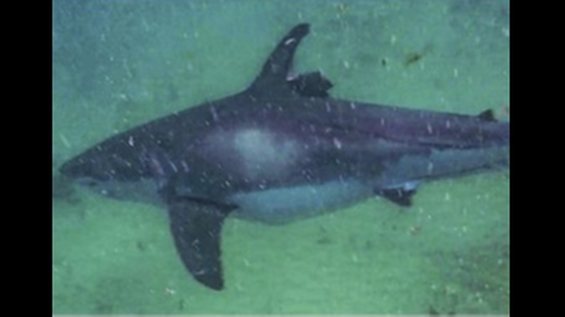 An 8-foot great white shark found in North Atlantic with “huge” wound in 2017 is now miraculously healed, scientists say.&nbsp;&nbsp;