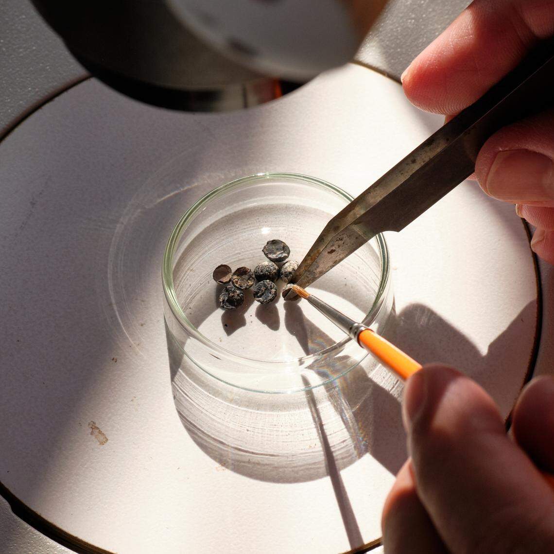 Botanical remains and seeds found with the storage containers showed they were once used for wine, grain and fruit.