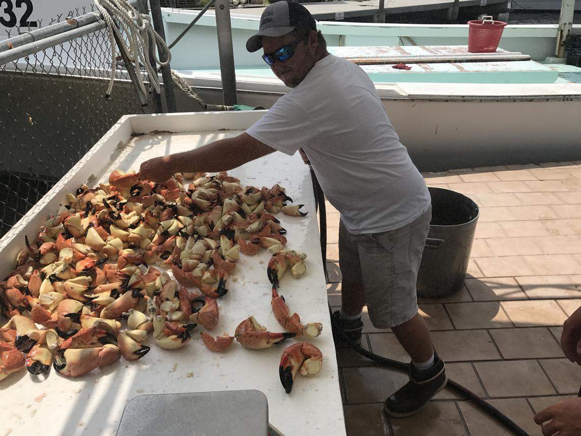 Ernie Piton, III, spreads out stone crab claws on a cleaning table at the family business’ Key Largo dock Wednesday, April 15, 2020, after a day of collecting traps on the Risky Business II.