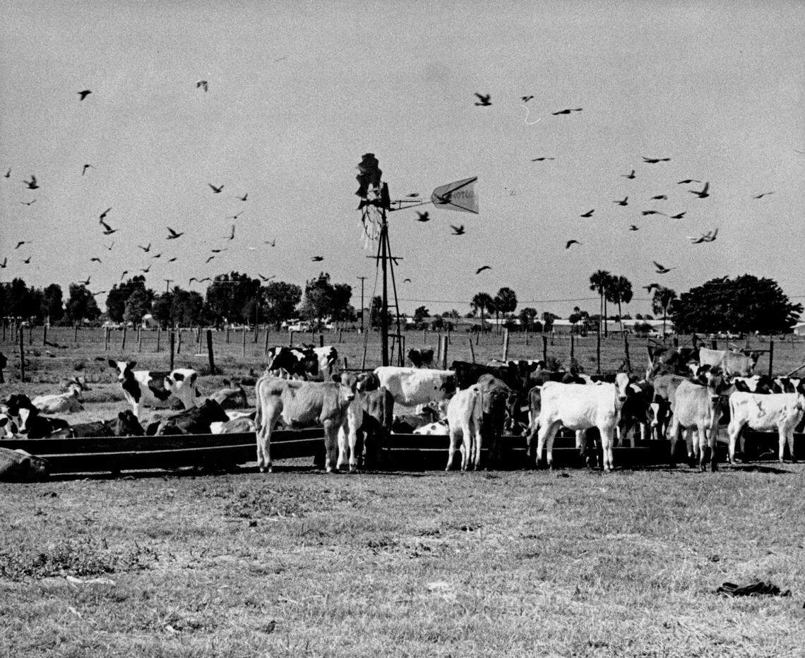 Cattle grazing in Miami Lakes in 1974.