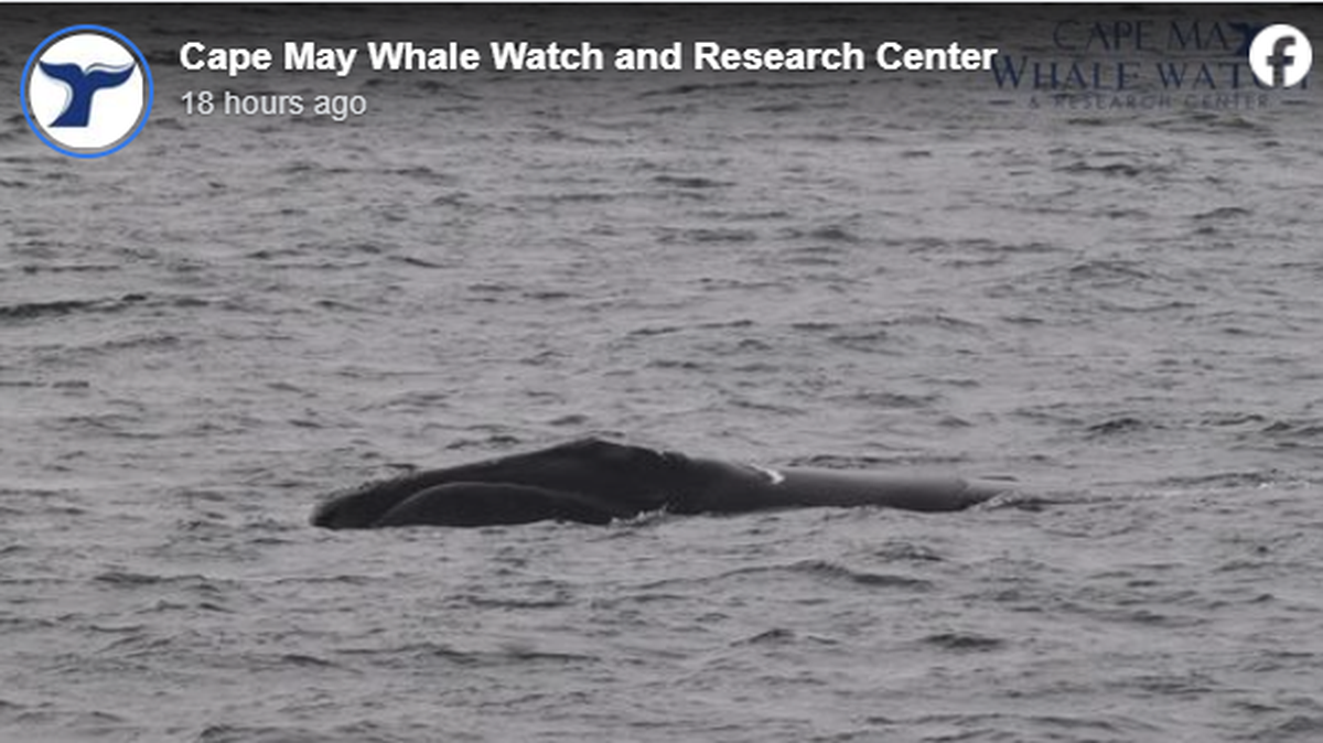 Researchers spotted an extremely rare whale Nov. 17 off the coast of New Jersey, according to a Cape May Whale Watch and Research Center Facebook post.