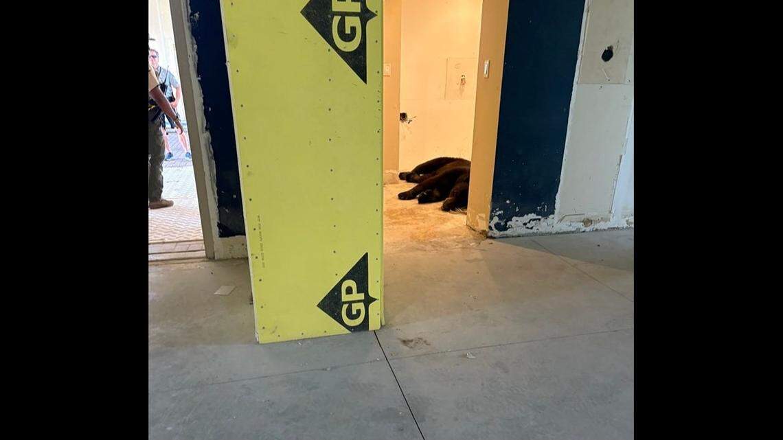 A bear was found resting inside a condo building under construction in Naples, Florida, officials say.