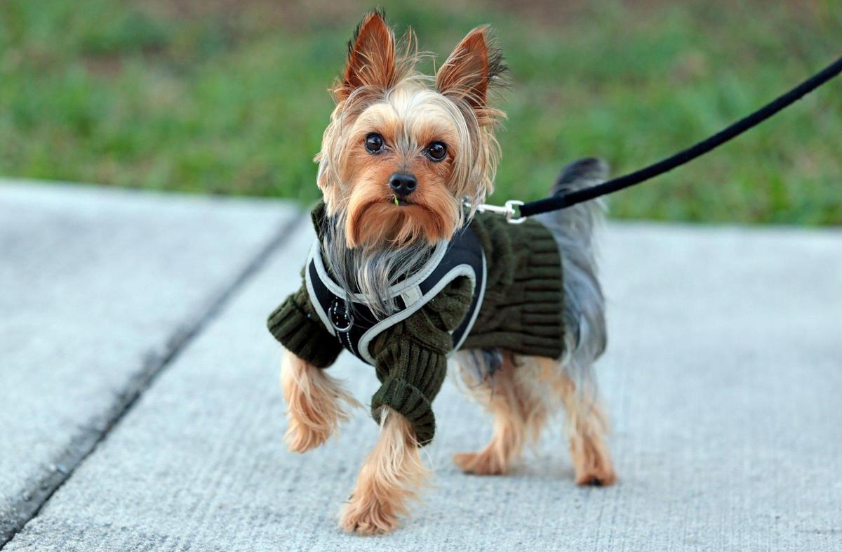 A bundled up Yorkie Tea Cup named Barnabas takes a walk with his owner Zuly Stanton as the coldest air of the season arrives in South Florida, marking a significant temperature drop in Miami, Florida, on Wednesday morning, Jan. 8, 2025.