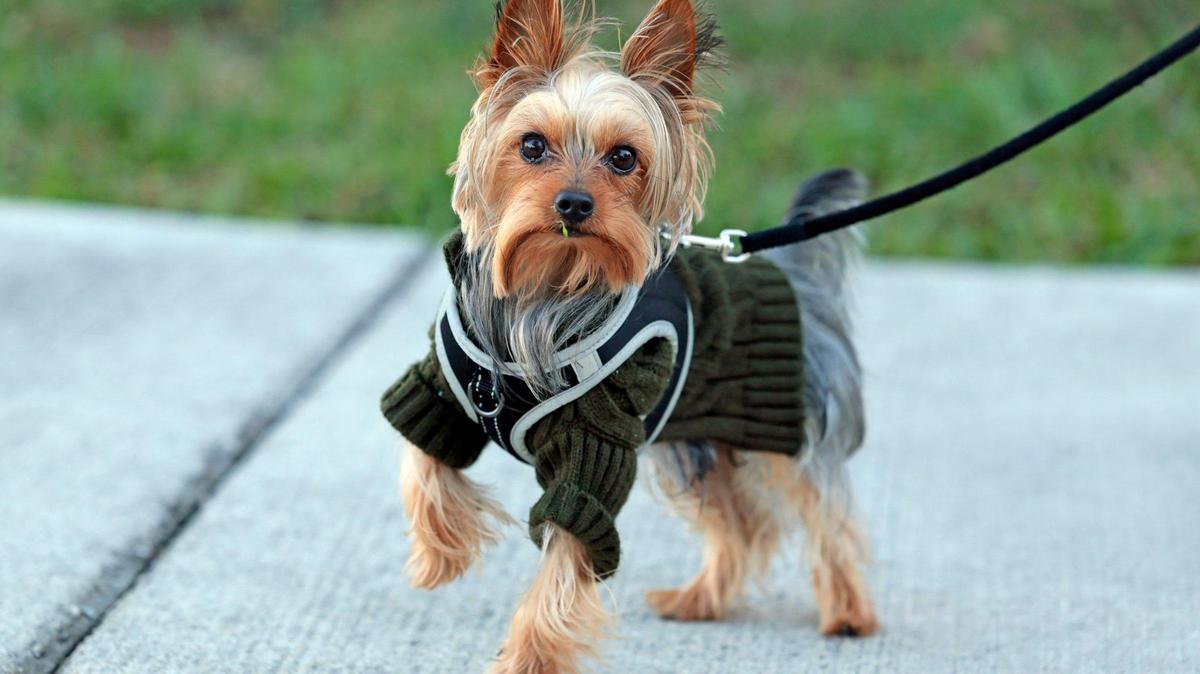 A bundled up Yorkie Tea Cup named Barnabas takes a walk with his owner Zuly Stanton as the coldest air of the season arrives in South Florida, marking a significant temperature drop in Miami, Florida, on Wednesday morning, Jan. 8, 2025.