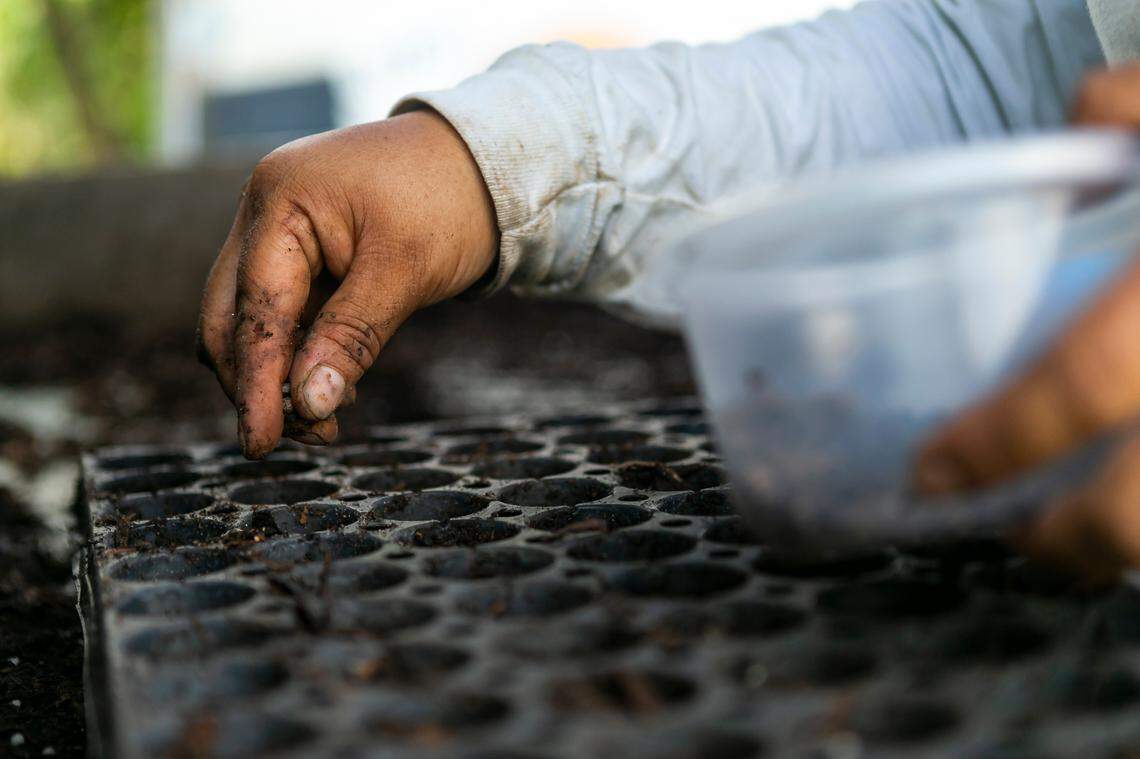 Veronica Custodio, de 37 años, planta semillas de espinaca en la granja de su padre en Homestead, Florida, el 27 de mayo de 2020. La granja es de Juventino Custodio, de 53 años, quien se vio obligado a dejar que la cosecha se pudriera en los campos tras las pandemia del coronavirus, que trastocó completamente la cadena de suministro.