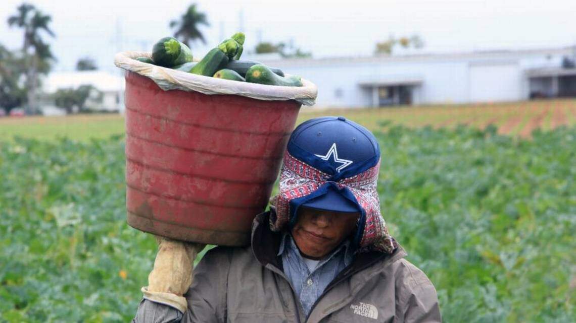Innovadora ordenanza de protección contra el calor de Miami-Dade es rechazada. Qué pena | Opinión