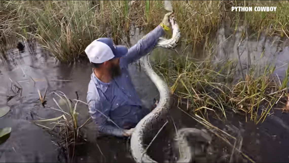 Florida trapper Mike Kimmel says he saw the large female snake come up for air and that’s when he jumped on top of it.