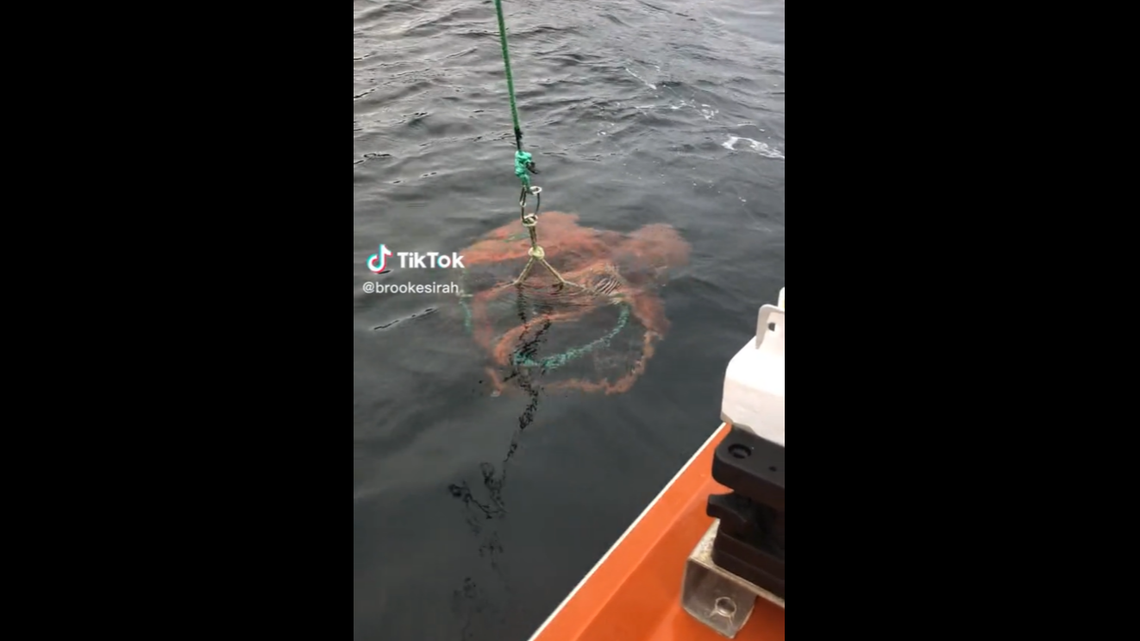 Shrimpers pulling up a prawn trap near Vancouver Island, Canada, were shocked when another sea creature surfaced. Video shows the “kraken.”