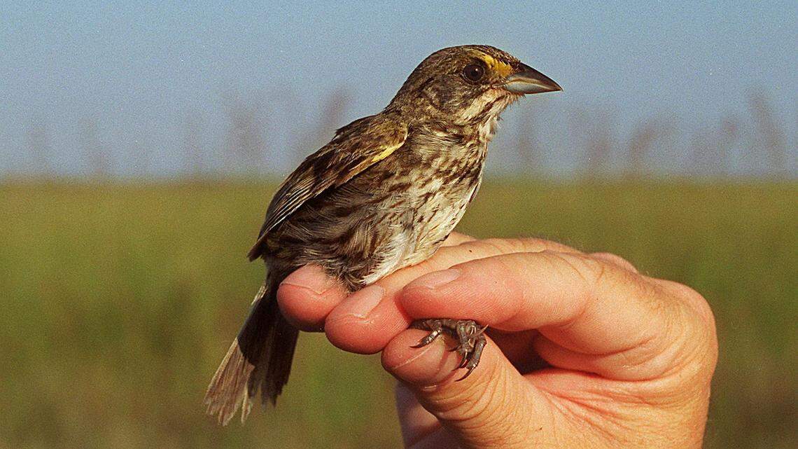 Maybe the most endangered bird on the planet is the Cape Sable seaside sparrow in the hand of Stuart Pim, an ornithologist who is studying the birds that number about 2,500 in Everglades National Park. Taken May 22, 1996.