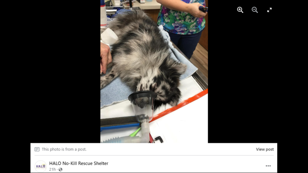 Cody will face a lengthy recovery after completing extensive surgery to fix his broken legs, the rescue said.