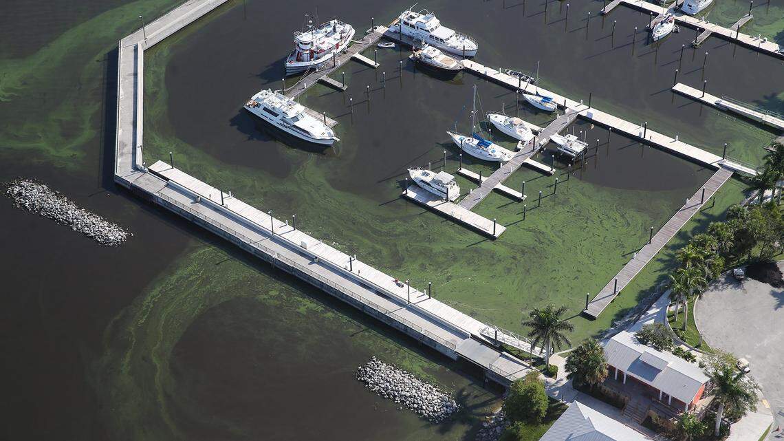 Algae on Lake Okeechobee’s east shore surrounds boats in a harbor, July 11, 2018. An algae bloom has residents and government officials concerned after the 2016 algae bloom that impacted the environment and economies in Central Florida.