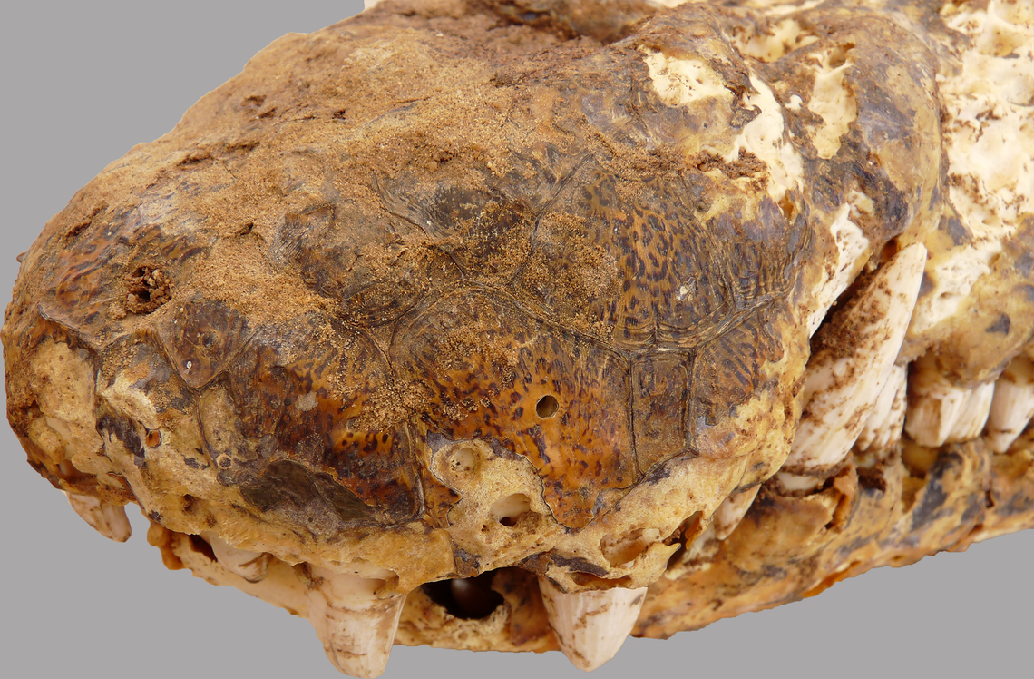 The snout of crocodile #4 and the preserved scales.