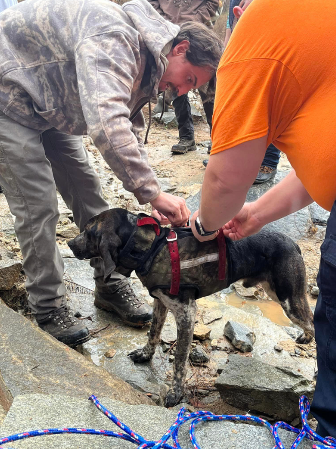 The dog didn’t show any signs of injury, officials said.