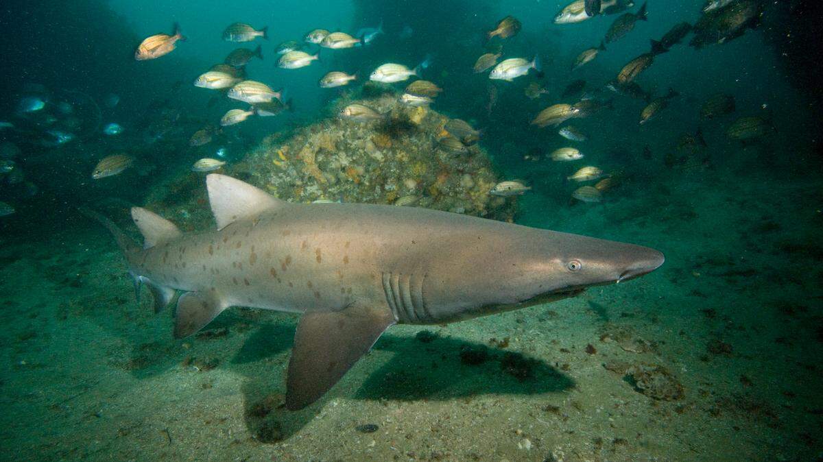 The “surprise” birth of a gray nurse shark in Australia is good news for the endangered predator species.
