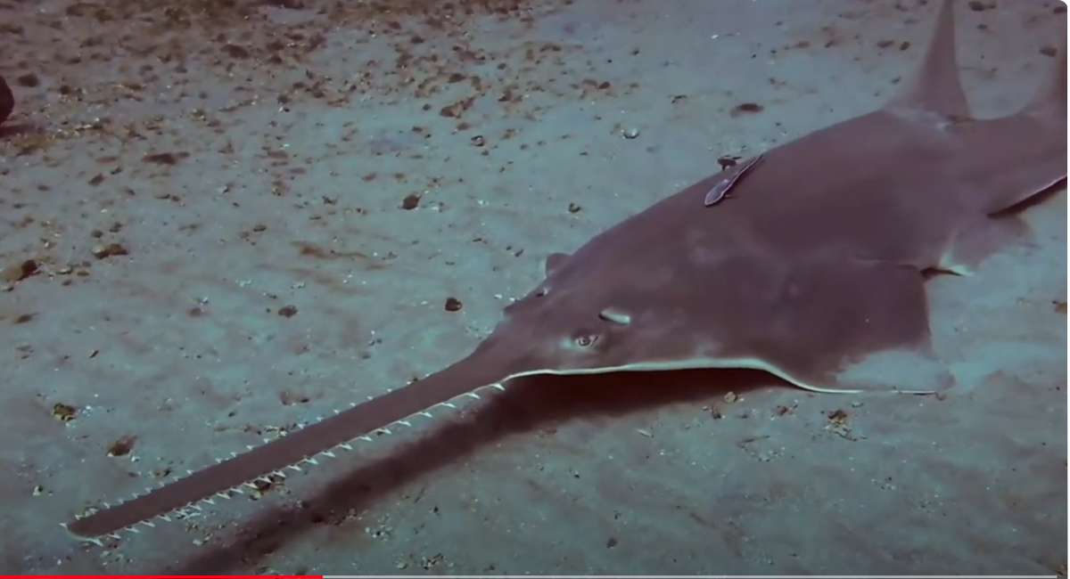 Smalltooth sawfish are endangered and experts say their saws do not grow back if removed. The Florida Fish & Wildlife Research Institute has tagged 800 sawfish as part of a study.