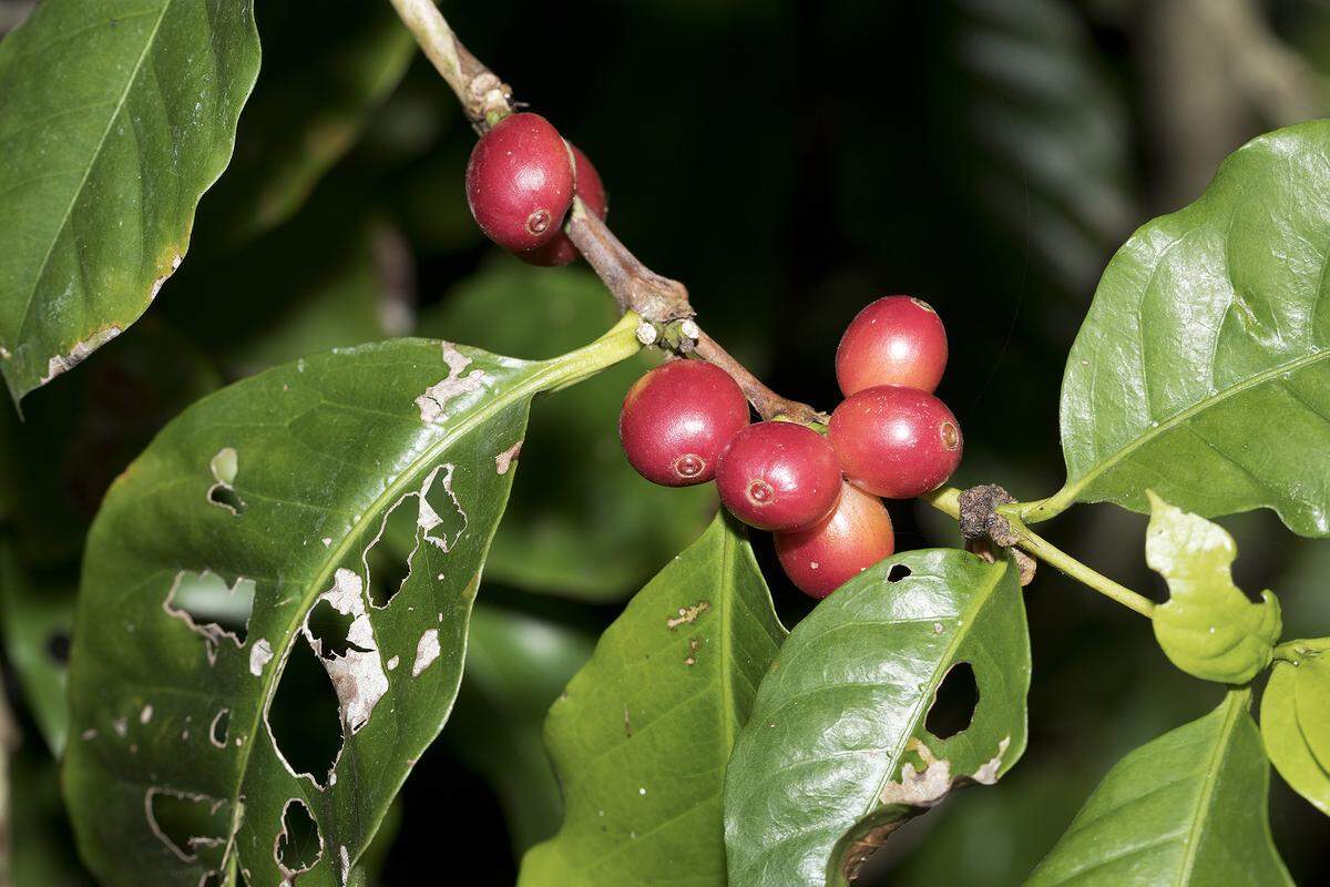 Coffea arabica, plain old coffee, can grow in South Florida.