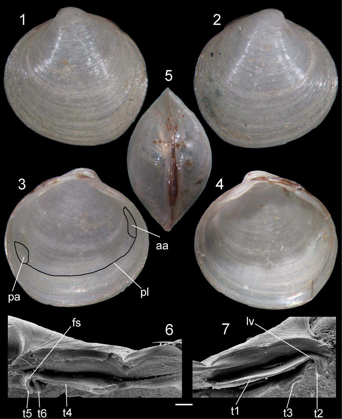 The new bivalve species has a “thin” and “fragile” shell.