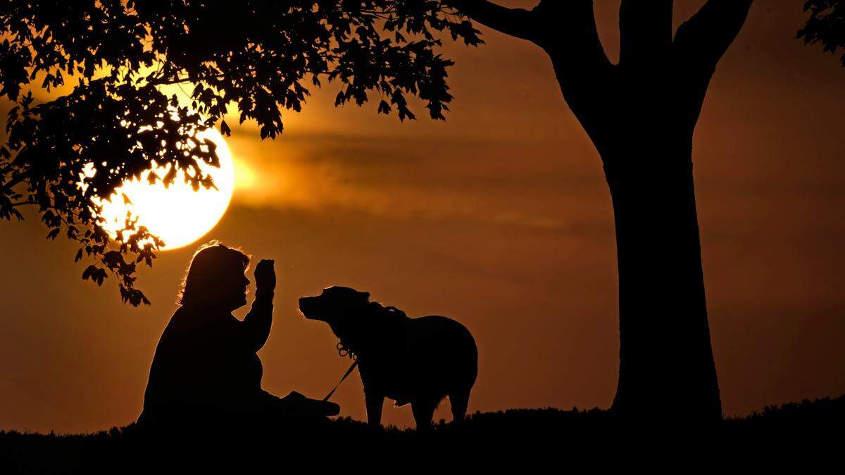 Owning a pet might help combat declining brain health in older adults, the study found. (AP Photo/Charlie Riedel, File)