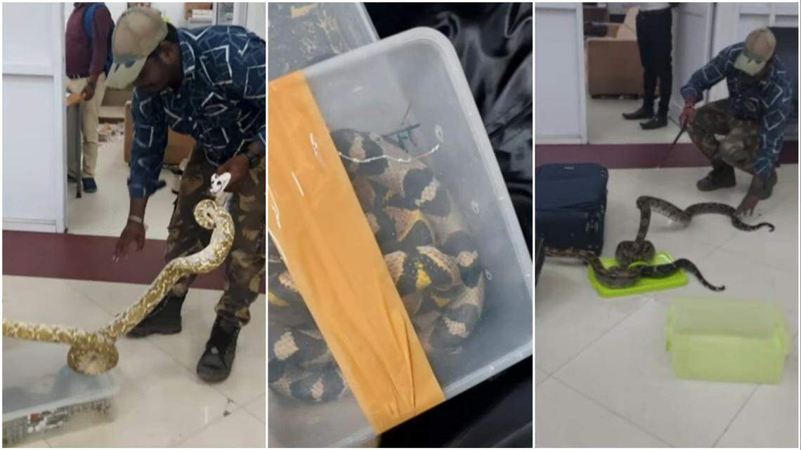 A woman arriving at Chennai airport from Malaysia had snakes, chameleon in her luggage, officials said. Video shows some reptiles escaping.