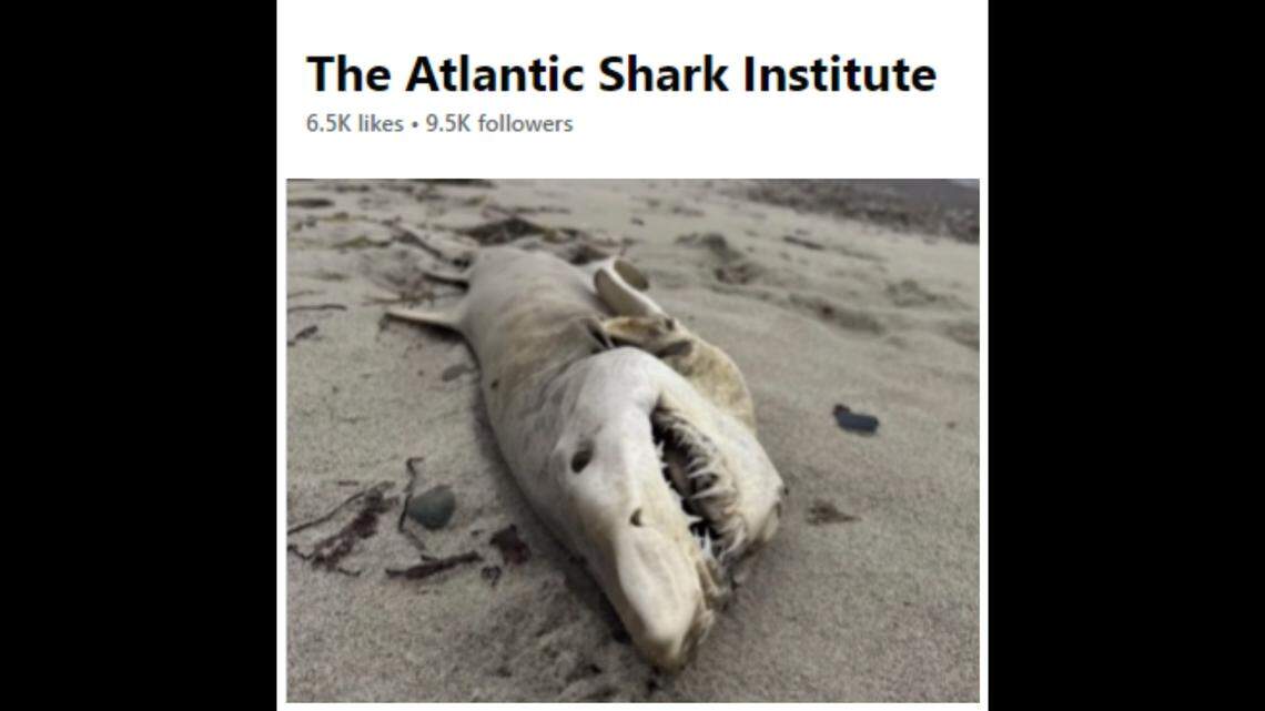 A withering shark found on a beach in Rhode Island has been identified as one of the world’s most vulnerable species.