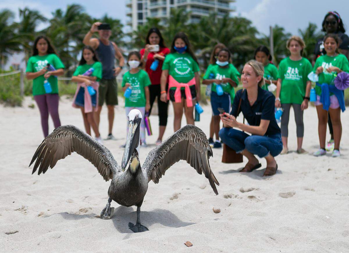 A rehabilitated brown pelican is released by the Pelican Harbor Seabird Station in Miami Beach, Florida on Tuesday, June 22, 2021. Miami Beach Mayor Dan Gelber and children from the North Shore Youth Center helped the seabird station release two rehabilitated brown pelicans into the wild Tuesday.