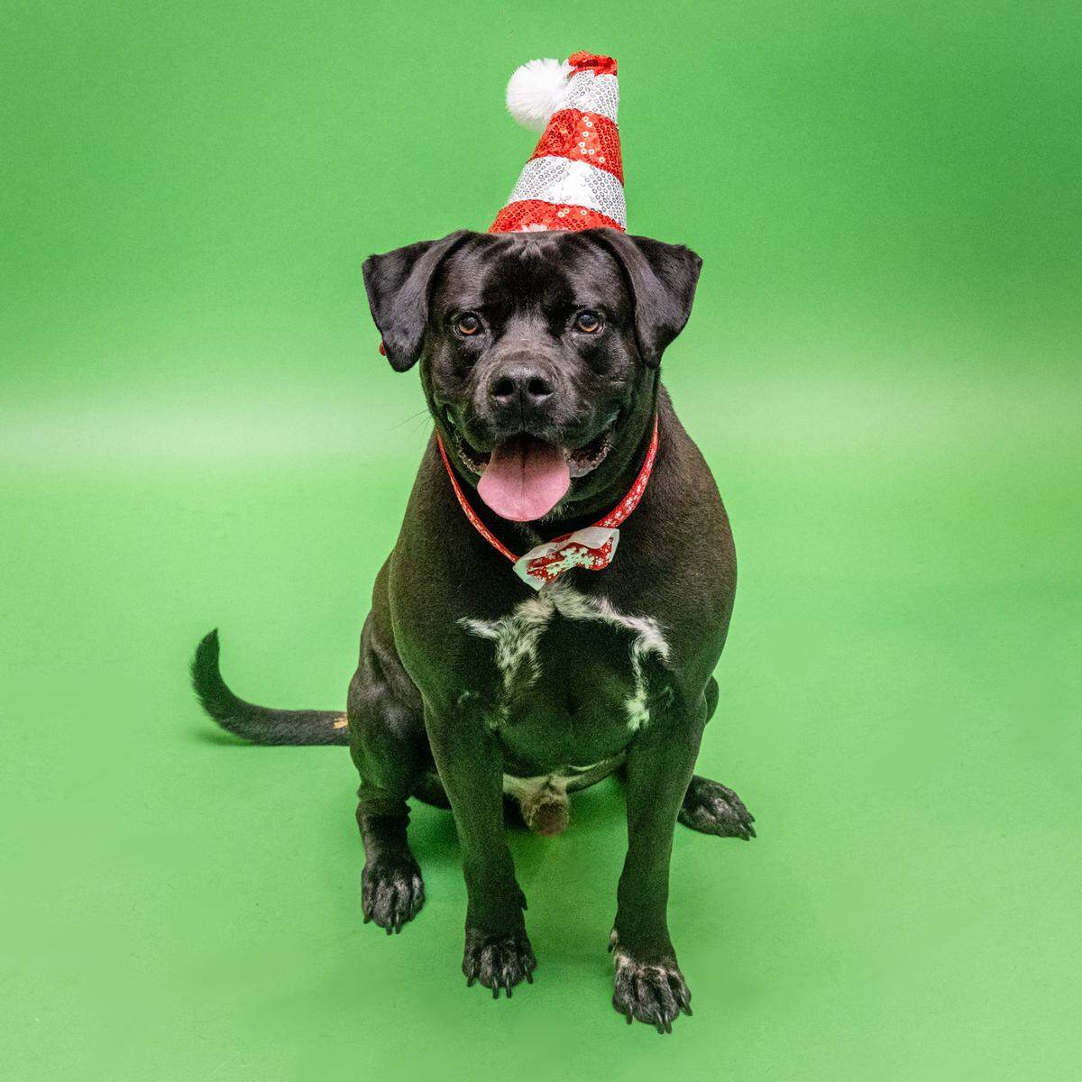 “Dexter&nbsp;#A2350875&nbsp;a sweet and shy boy who is always excited to be taken on a walk! He is a 2-year-old lad who can’t wait to accompany you on your next adventure and enjoy the beautiful Florida weather by your side.”