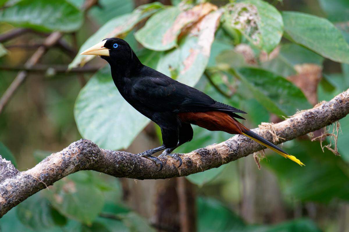 Crested Oropendolas can be identified by their bright yellow tail feathers and vibrant blue eyes.