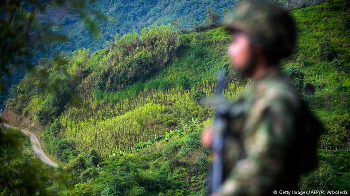 A soldier stands guard in a Colombian coca field.