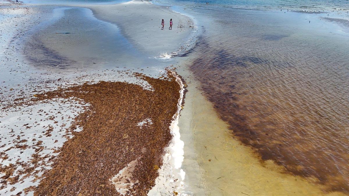A blanket of seaweed washes ashore at Crandon Park in Key Biscayne on Thursday.