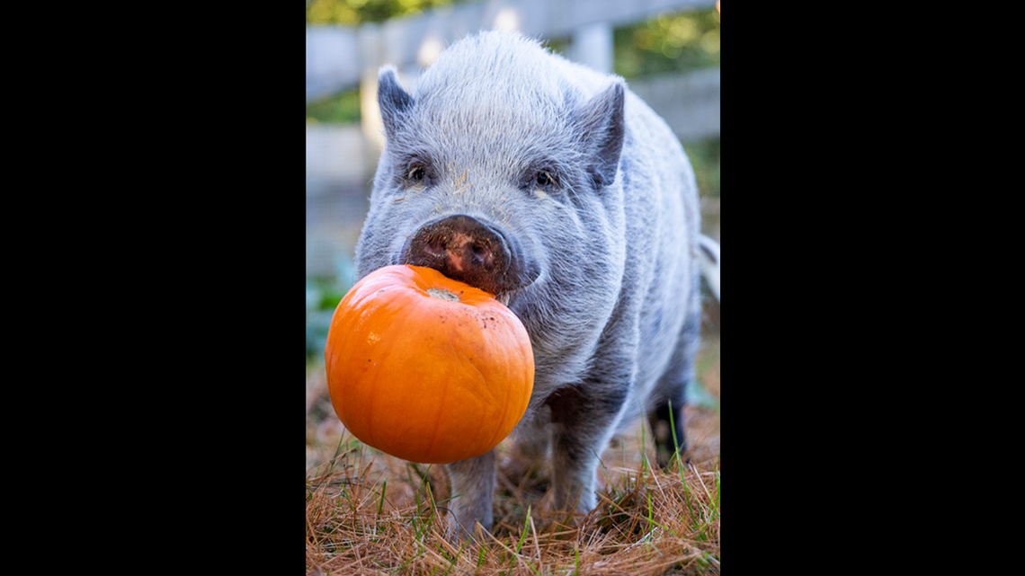 A pig named Violet is ready for adopting after dealing with depression following her surrender in Boston, Massachusetts, the Animal Rescue League said.
